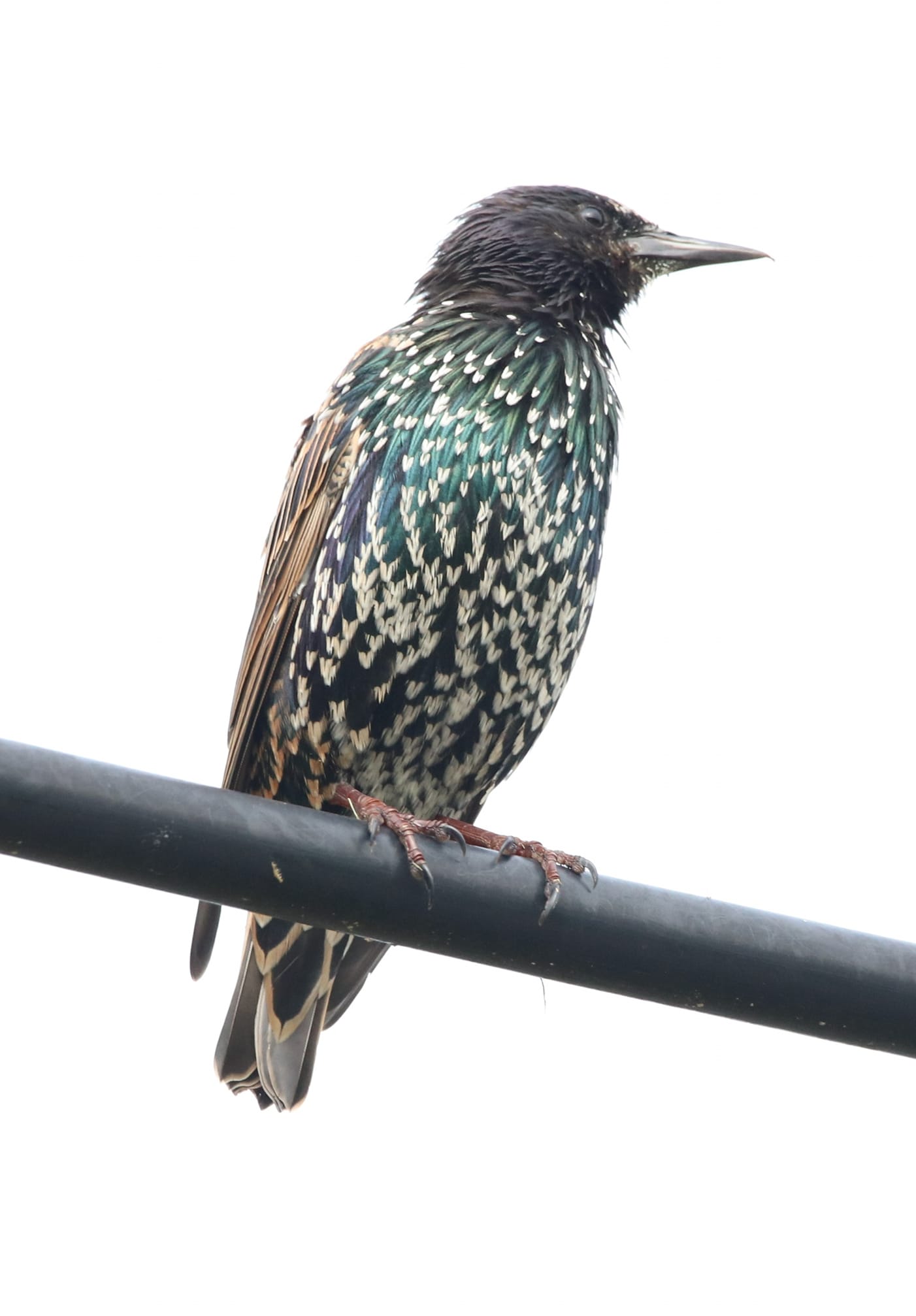 European Starling - Media Literacy Clearinghouse