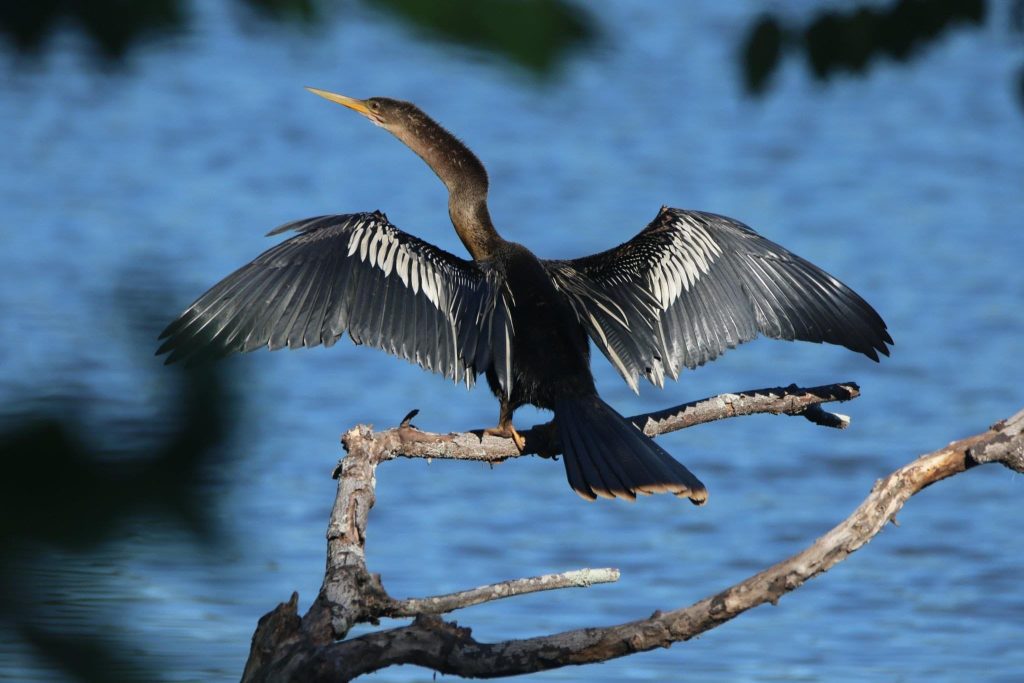 Anhinga - Media Literacy Clearinghouse