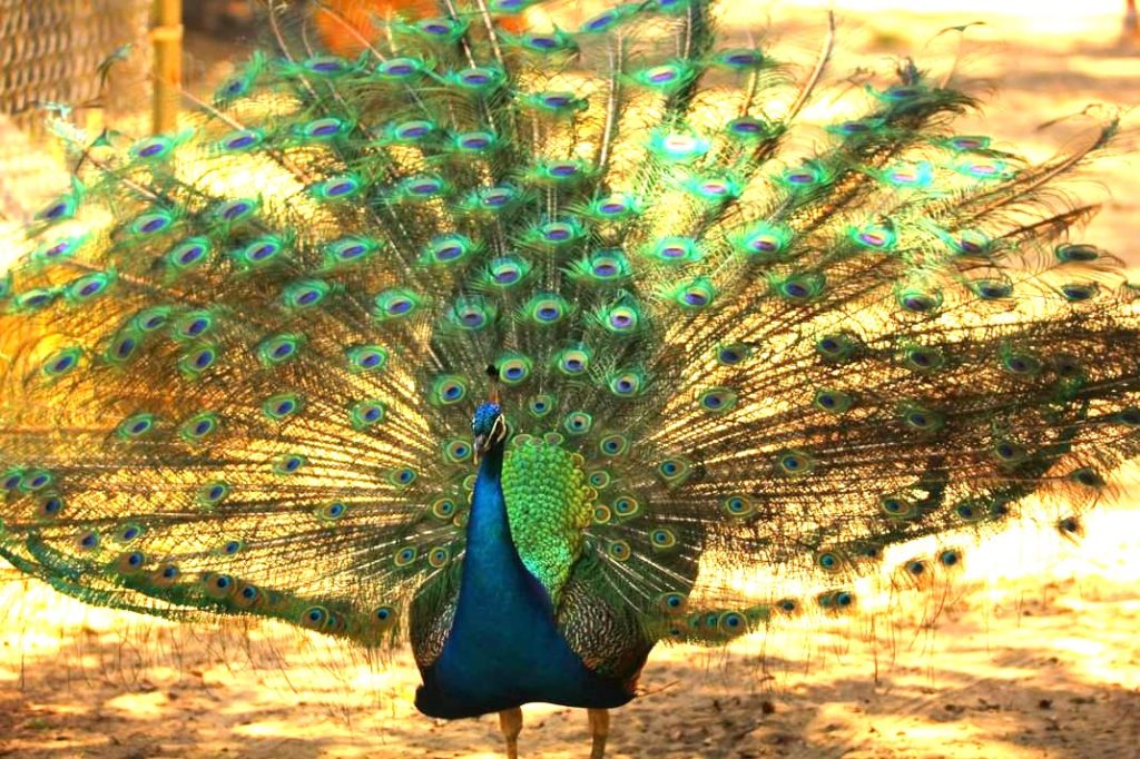 Peacock media literacy clearinghouse